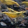 Yellow Golden Back Neocaridina Shrimp Buy Now at Shrimp Cove