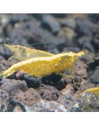 Yellow Golden Back Neocaridina Shrimp Buy Now at Shrimp Cove