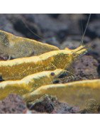 Yellow Golden Back Neocaridina Shrimp Buy Now at Shrimp Cove