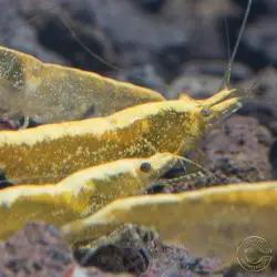 Yellow Golden Back Neocaridina Shrimp Buy Now at Shrimp Cove
