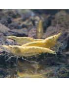 Yellow Golden Back Neocaridina Shrimp Buy Now at Shrimp Cove