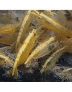 Yellow Golden Back Neocaridina Shrimp Buy Now at Shrimp Cove