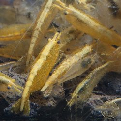 Yellow Golden Back Neocaridina Shrimp Buy Now at Shrimp Cove