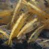 Yellow Golden Back Neocaridina Shrimp Buy Now at Shrimp Cove