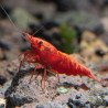 Red Fire Flame Shrimp – Bright Red Cherry Neocaridina | Easy & Hardy