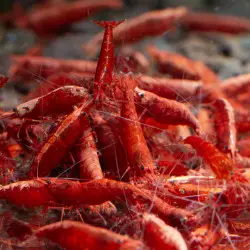 Red Fire Flame Shrimp – Bright Red Cherry Neocaridina | Easy & Hardy