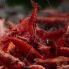Red Fire Flame Shrimp – Bright Red Cherry Neocaridina | Easy & Hardy