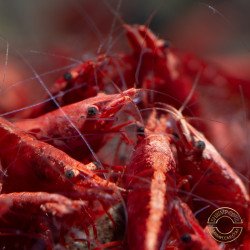 Red Fire Flame Shrimp – Bright Red Cherry Neocaridina | Easy & Hardy