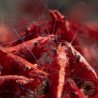 Red Fire Flame Shrimp – Bright Red Cherry Neocaridina | Easy & Hardy