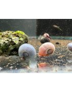 Ramshorn Snail Pink Pearl , Blue Sapphire at Shrimp Cove