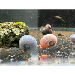 Ramshorn Snail Pink Pearl , Blue Sapphire at Shrimp Cove