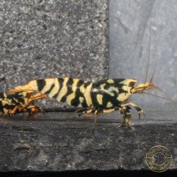 Hornet TB Shrimp Caridina Shrimp. Aquarium Beauty, Shrimp Cove you first place to go for freshwater shrimp