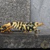 Hornet TB Shrimp Caridina Shrimp. Aquarium Beauty, Shrimp Cove you first place to go for freshwater shrimp
