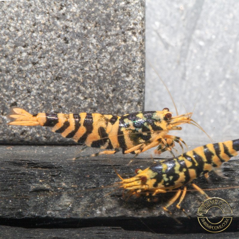 Hornet TB Shrimp Caridina Shrimp. Aquarium Beauty, Shrimp Cove you first place to go for freshwater shrimp