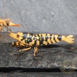 Hornet TB Shrimp Caridina Shrimp. Aquarium Beauty, Shrimp Cove you first place to go for freshwater shrimp