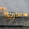 Hornet TB Shrimp Caridina Shrimp. Aquarium Beauty, Shrimp Cove you first place to go for freshwater shrimp