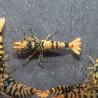 Hornet TB Shrimp Caridina Shrimp. Aquarium Beauty, Shrimp Cove you first place to go for freshwater shrimp
