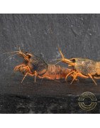 Orange Blue SUPER Steel Caridina Shrimp UK! freshwater Aquarium shrimp. Buy Now at Shrimp Cove here in the UK