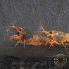 Orange Blue SUPER Steel Caridina Shrimp UK! freshwater Aquarium shrimp. Buy Now at Shrimp Cove here in the UK