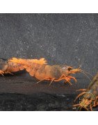 Orange Blue SUPER Steel Caridina Shrimp UK! freshwater Aquarium shrimp. Buy Now at Shrimp Cove here in the UK