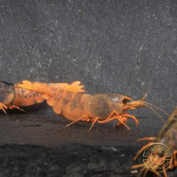 Orange Blue SUPER Steel Caridina Shrimp UK! freshwater Aquarium shrimp. Buy Now at Shrimp Cove here in the UK