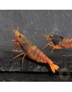 Orange Blue SUPER Steel Caridina Shrimp UK! freshwater Aquarium shrimp. Buy Now at Shrimp Cove here in the UK