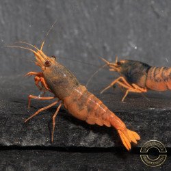 Orange Blue SUPER Steel Caridina Shrimp UK! freshwater Aquarium shrimp. Buy Now at Shrimp Cove here in the UK