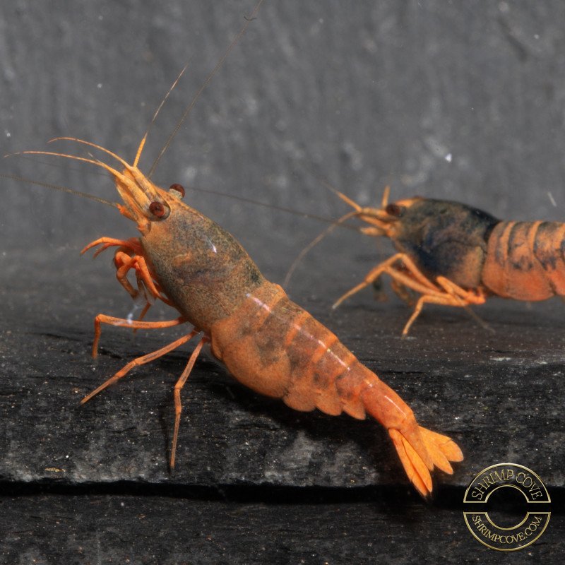 Orange Blue SUPER Steel Caridina Shrimp UK! freshwater Aquarium shrimp. Buy Now at Shrimp Cove here in the UK