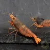 Orange Blue SUPER Steel Caridina Shrimp UK! freshwater Aquarium shrimp. Buy Now at Shrimp Cove here in the UK