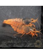 Orange Blue SUPER Steel Caridina Shrimp UK! freshwater Aquarium shrimp. Buy Now at Shrimp Cove here in the UK