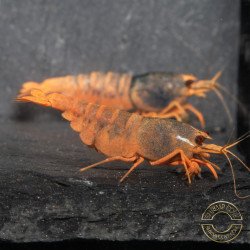 Orange Blue SUPER Steel Caridina Shrimp UK! freshwater Aquarium shrimp. Buy Now at Shrimp Cove here in the UK