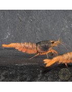 Orange Blue SUPER Steel Caridina Shrimp UK! freshwater Aquarium shrimp. Buy Now at Shrimp Cove here in the UK