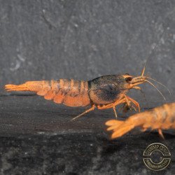 Orange Blue SUPER Steel Caridina Shrimp UK! freshwater Aquarium shrimp. Buy Now at Shrimp Cove here in the UK