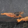 Orange Blue SUPER Steel Caridina Shrimp UK! freshwater Aquarium shrimp. Buy Now at Shrimp Cove here in the UK