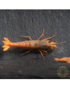 Orange Blue SUPER Steel Caridina Shrimp UK! freshwater Aquarium shrimp. Buy Now at Shrimp Cove here in the UK