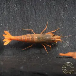 Orange Blue SUPER Steel Caridina Shrimp UK! freshwater Aquarium shrimp. Buy Now at Shrimp Cove here in the UK