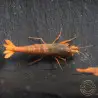 Orange Blue SUPER Steel Caridina Shrimp UK! freshwater Aquarium shrimp. Buy Now at Shrimp Cove here in the UK