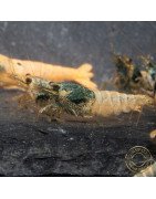 Blue Steel Caridina Shrimp UK! freshwater Aquarium shrimp. Buy Now at Shrimp Cove here in the UK