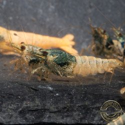 Blue Steel Caridina Shrimp UK! freshwater Aquarium shrimp. Buy Now at Shrimp Cove here in the UK