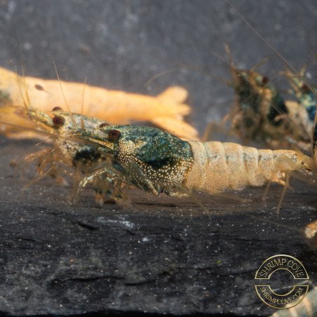 Blue Steel Caridina Shrimp UK! freshwater Aquarium shrimp. Buy Now at Shrimp Cove here in the UK