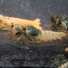 Blue Steel Caridina Shrimp UK! freshwater Aquarium shrimp. Buy Now at Shrimp Cove here in the UK