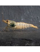Blue Steel Caridina Shrimp UK! freshwater Aquarium shrimp. Buy Now at Shrimp Cove here in the UK