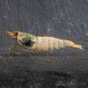 Blue Steel Caridina Shrimp UK! freshwater Aquarium shrimp. Buy Now at Shrimp Cove here in the UK