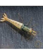 Blue Steel Caridina Shrimp UK! freshwater Aquarium shrimp. Buy Now at Shrimp Cove here in the UK