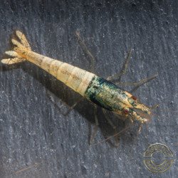 Blue Steel Caridina Shrimp UK! freshwater Aquarium shrimp. Buy Now at Shrimp Cove here in the UK