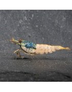 Blue Steel Caridina Shrimp UK! freshwater Aquarium shrimp. Buy Now at Shrimp Cove here in the UK