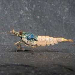 Blue Steel Caridina Shrimp UK! freshwater Aquarium shrimp. Buy Now at Shrimp Cove here in the UK