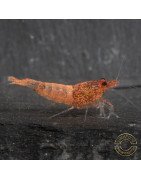 Red Steel Caridina Shrimp UK! freshwater Aquarium shrimp. Buy Now at Shrimp Cove here in the UK
