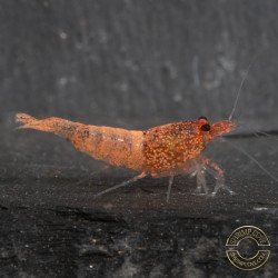 Red Steel Caridina Shrimp UK! freshwater Aquarium shrimp. Buy Now at Shrimp Cove here in the UK