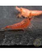 Red Steel Caridina Shrimp UK! freshwater Aquarium shrimp. Buy Now at Shrimp Cove here in the UK